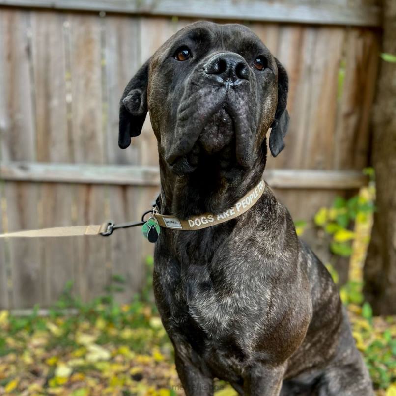 coleira de cachorro (jaf26691-176) DD0T271 tonalidade sépia Merrell