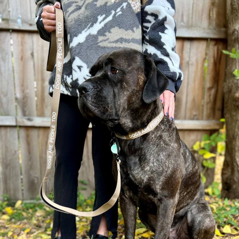 coleira de cachorro (jaf26691-176) DD0T271 tonalidade sépia Merrell